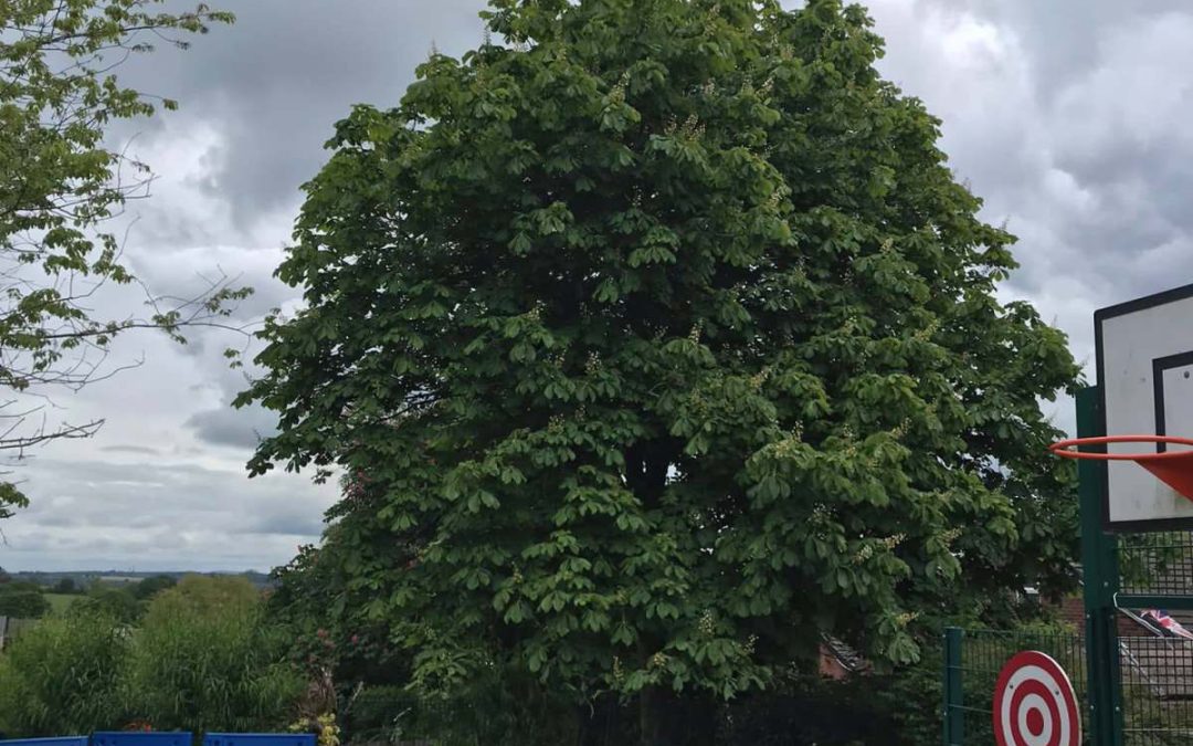 Which Tree Surgeon Services Should You Choose for Long-Term Tree Health?