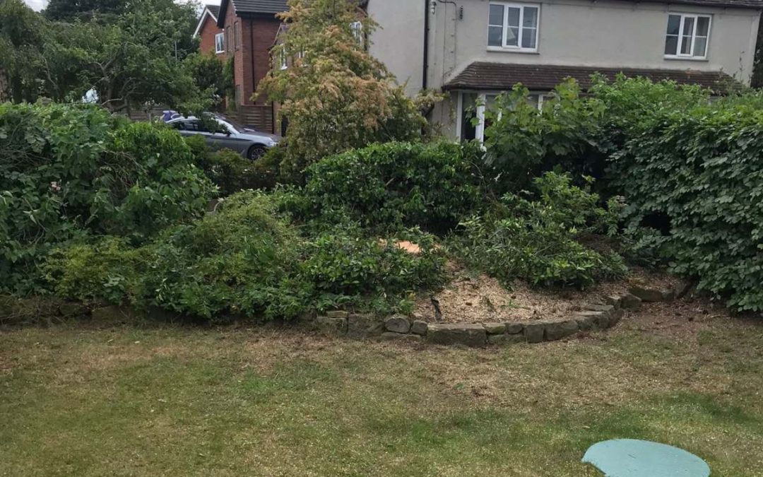 How do Tree Surgeons Provide Treatments for Tree Diseases?