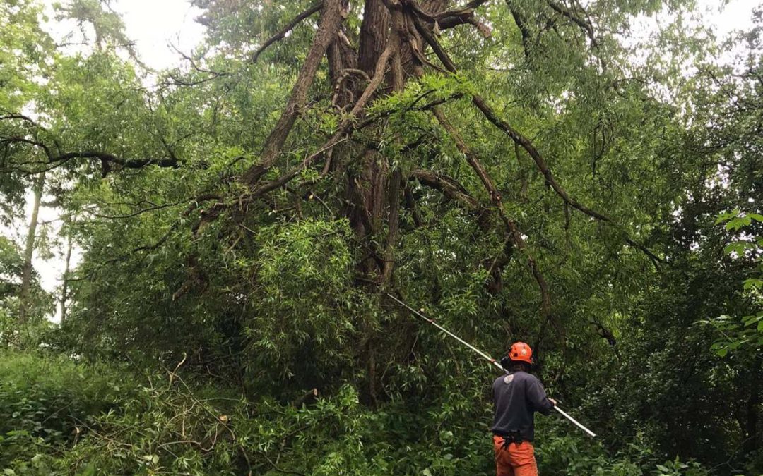 Tree Surgeon Guide to Urban Garden Tree Care