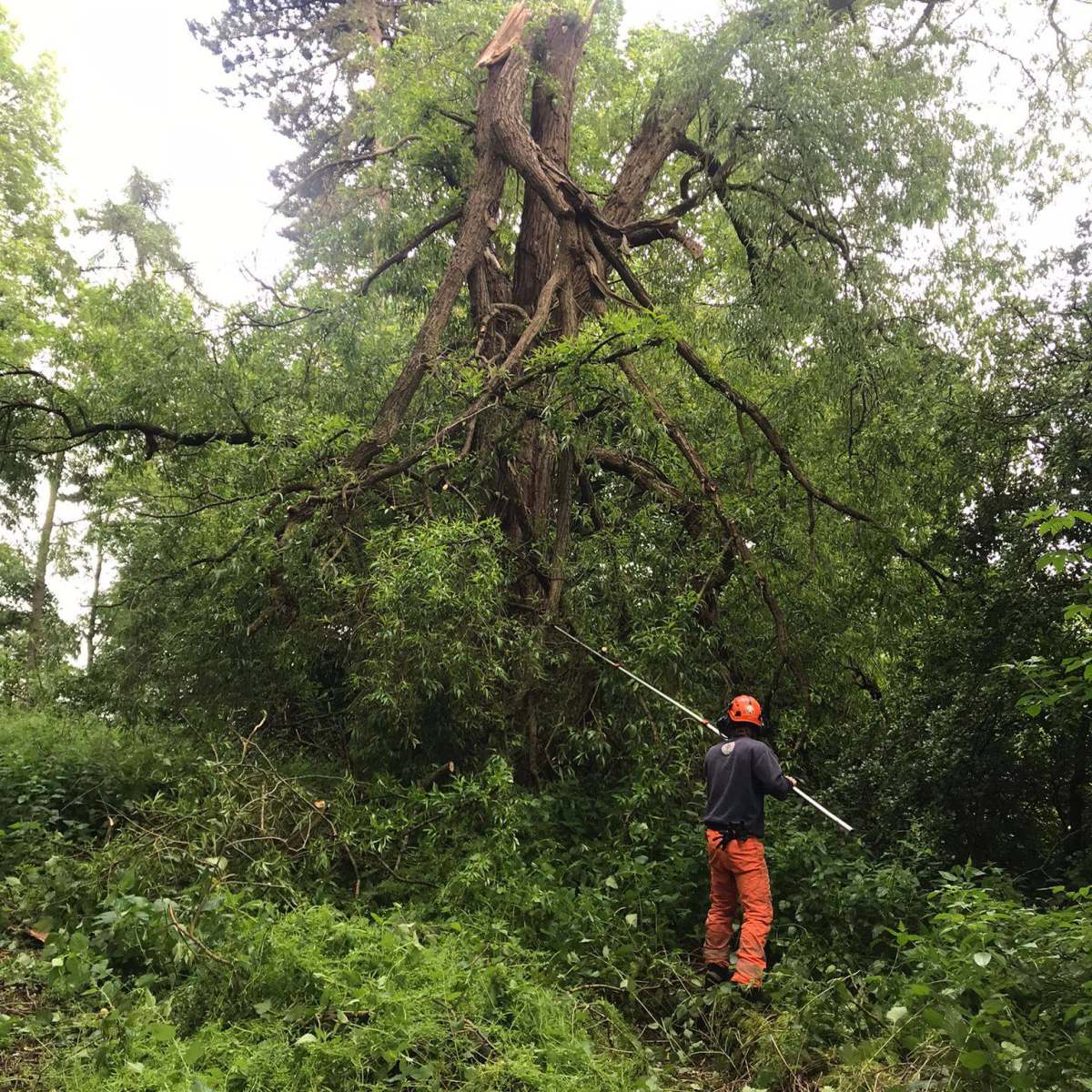 Expert Tree Removal & Stump Grinding Services Across the UK