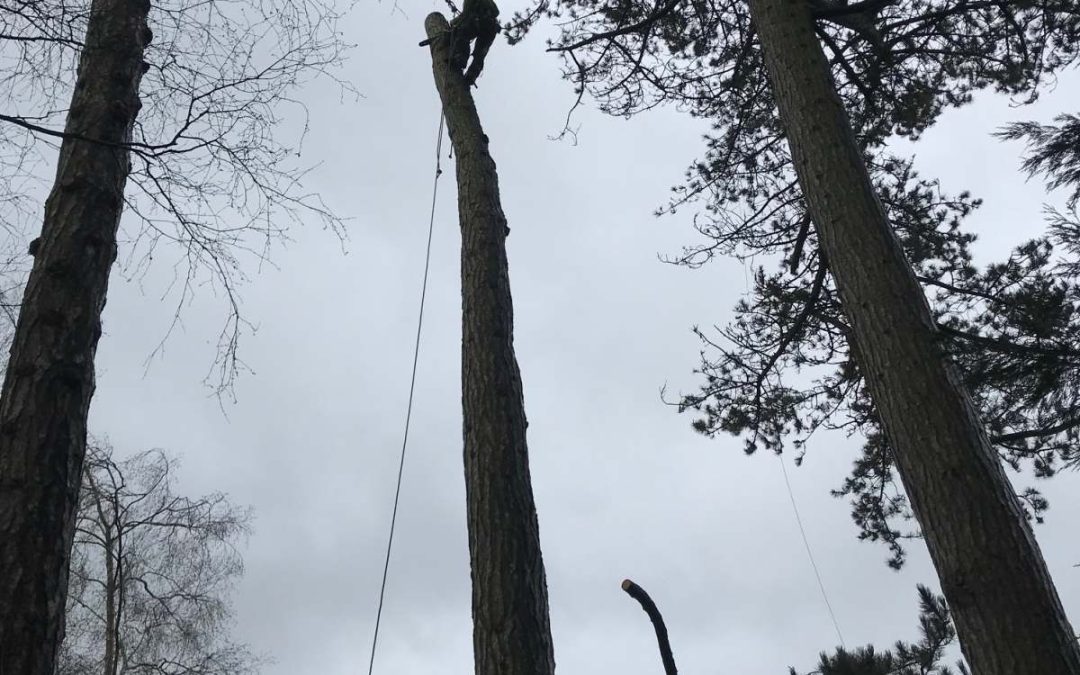 Tree surgery team working on large tree removal and clearance in residential area