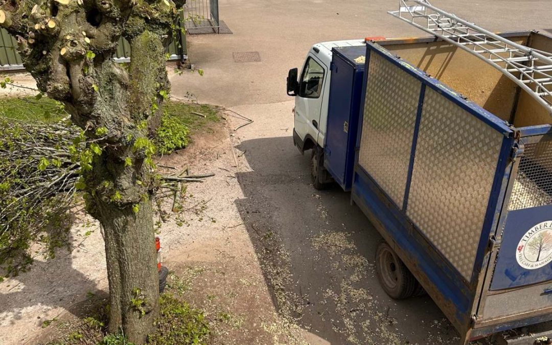 Arborist vs. Tree Surgeon: Definition, Similarities, and Who You Need?