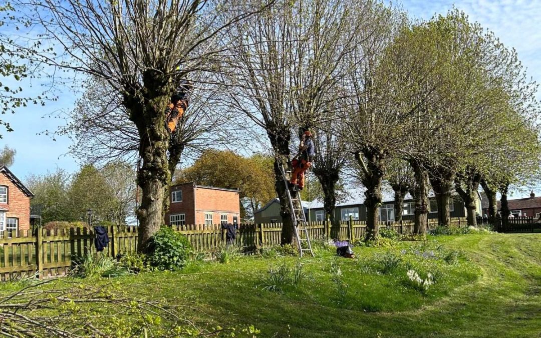 Tree surgeon performing crown reduction on large tree in residential garden setting