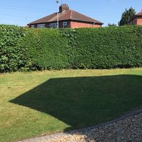 Professional Tree Surgeon Cannock