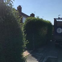 Hedge Trimming: What Makes It the Best Option to Elevate Your Landscape?