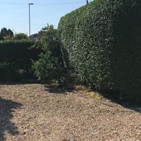 hedge cutting