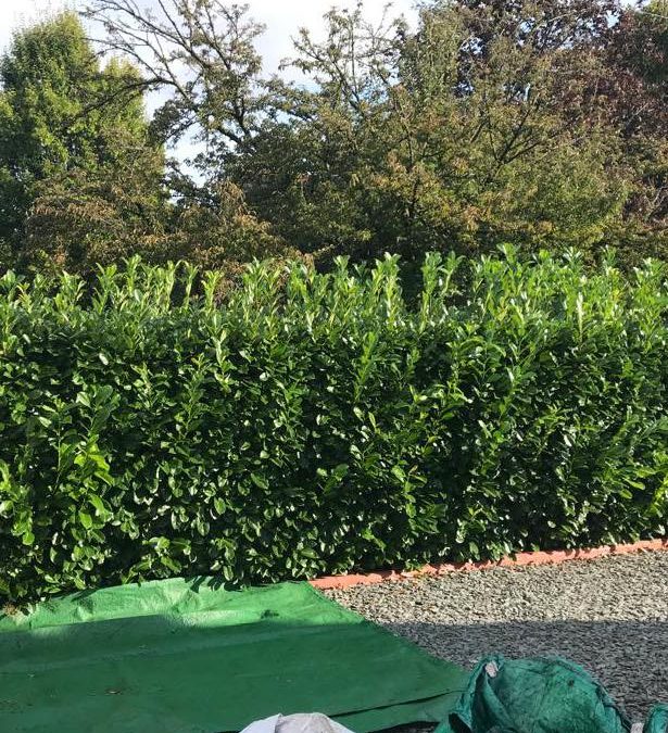 Tree surgery team clearing and tidying residential garden after tree surgery work