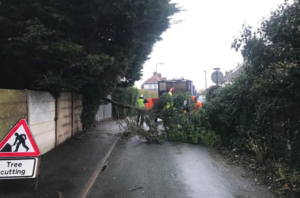 Tree Surgeon in Telford: Common Tree Problems in Urban Areas and How to Fix Them
