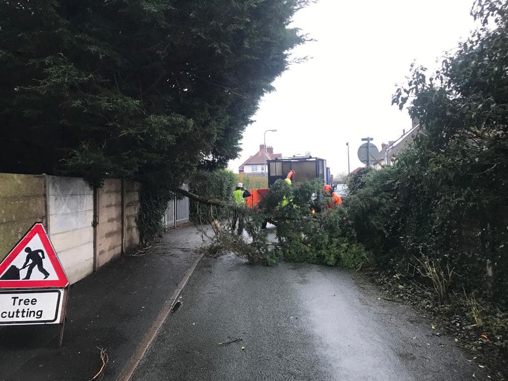 Top Tree Issue Tree Surgeon in Telford: Common Tree Problems in Urban Areas and How to ...