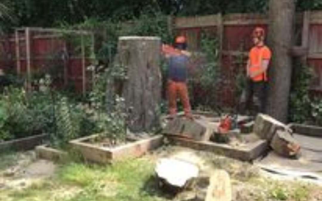 The Key Differences Between Tree Lopping and Tree Pruning