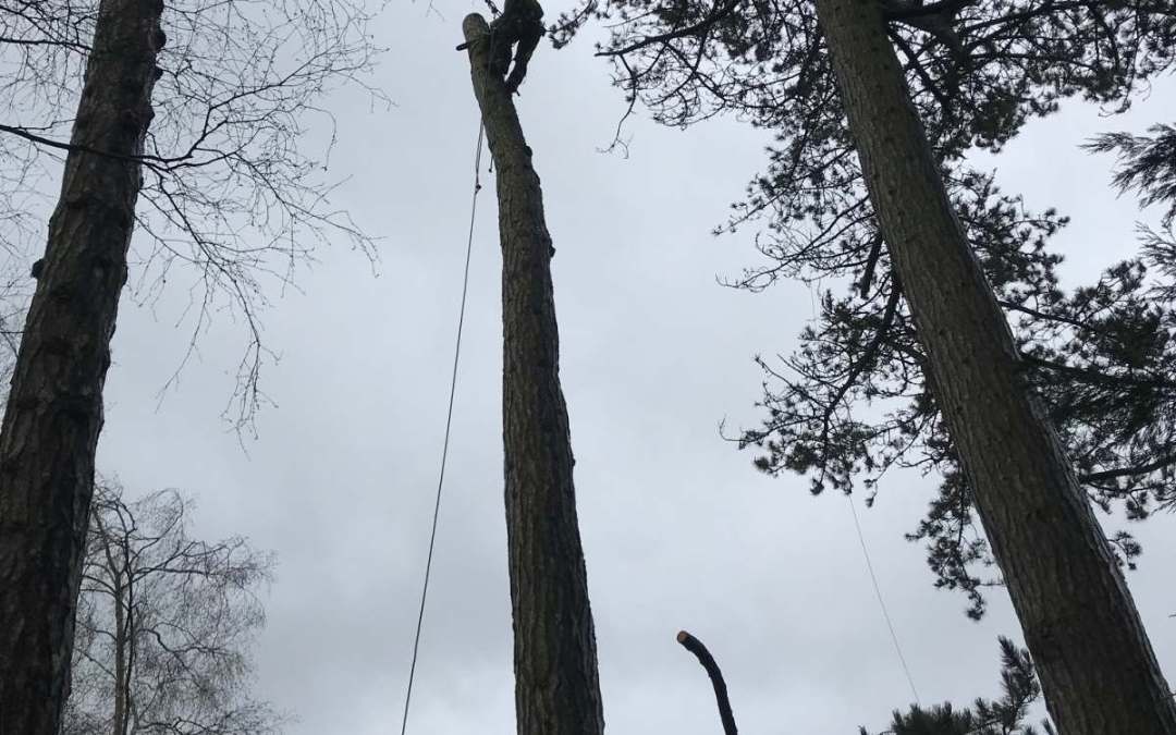 Why Do You Need Tree Surgeons to Manage Large Estates?