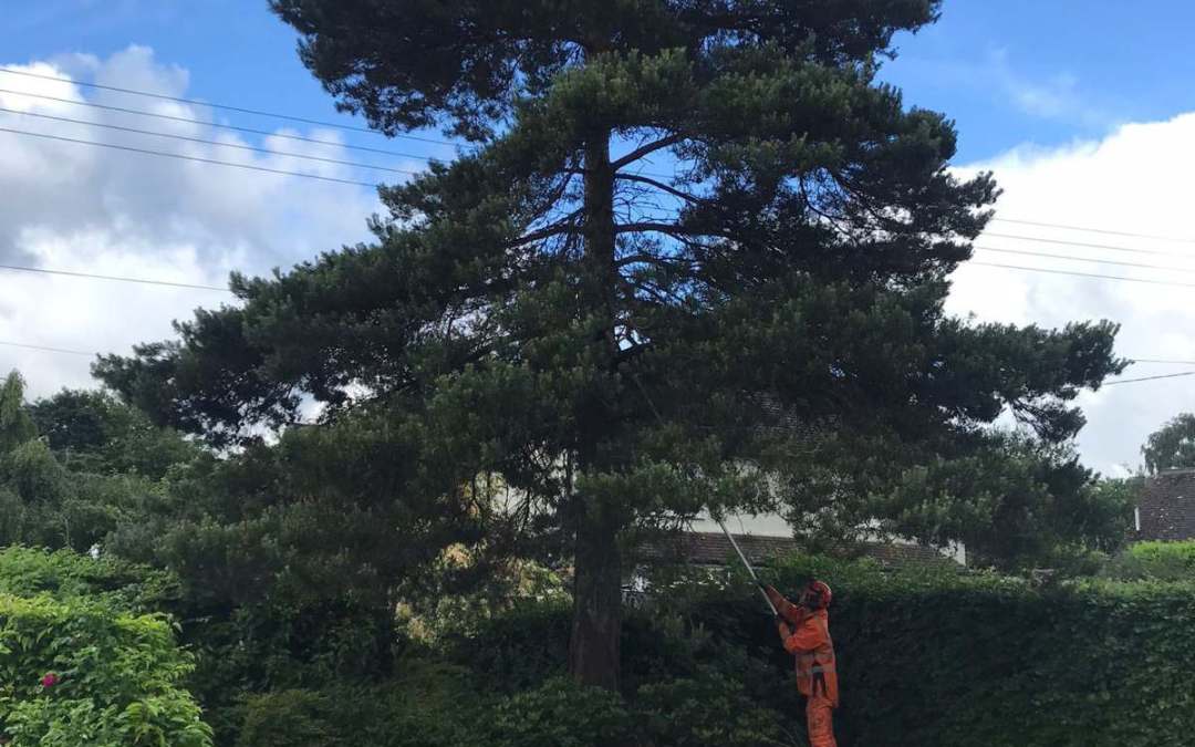How Does a Tree Surgeon Maintain the Shrubs and Trees Easily?