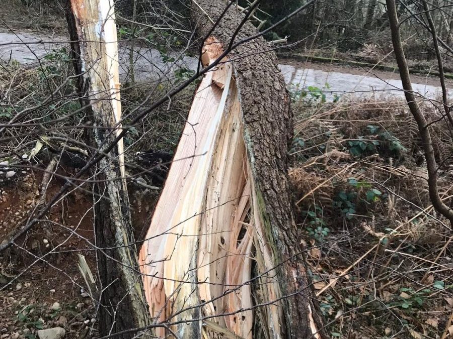 From Pruning to Removal: What a Tree Surgeon Can Do for You